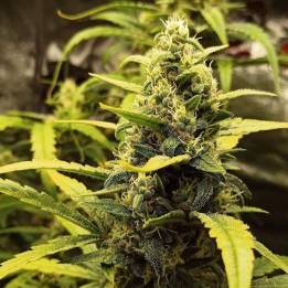 Black Domina Auto