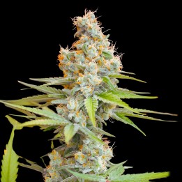 Critical Cookies Auto