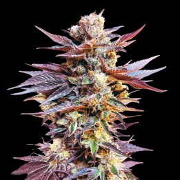 Cherry Pie Auto