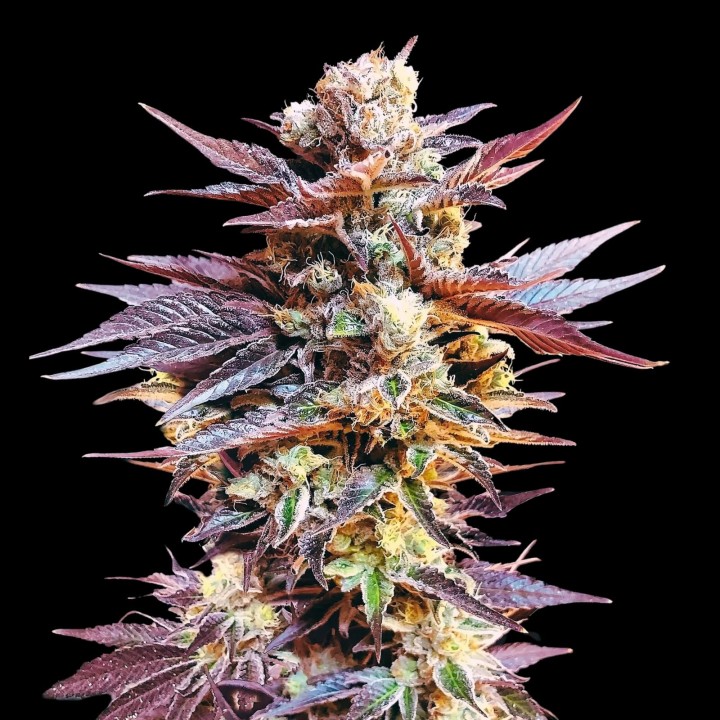 Cherry Pie Auto