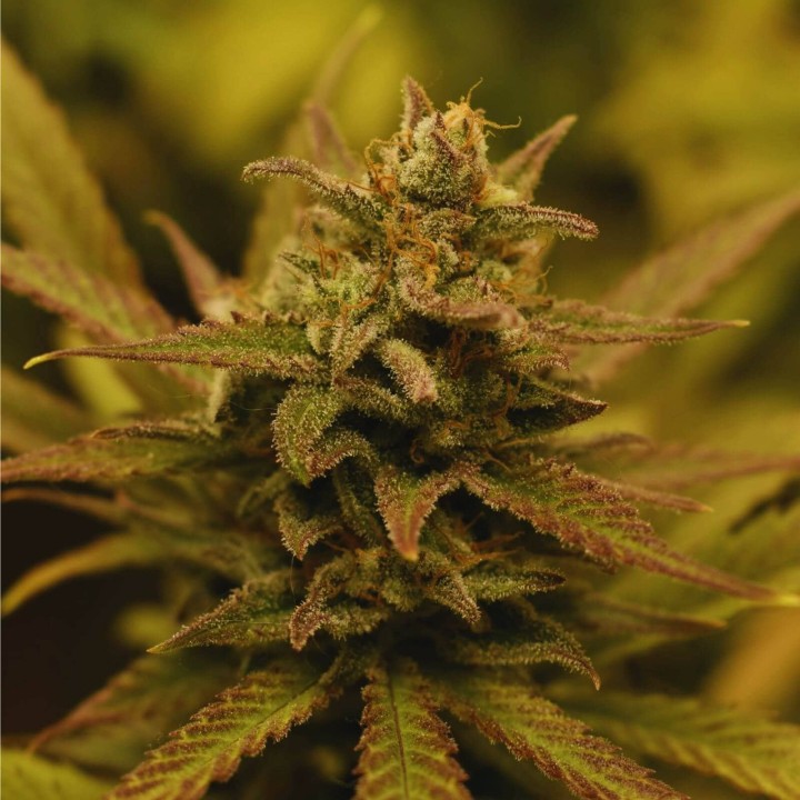 Girl Scout Cookies Auto