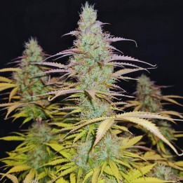 Lemon Haze Auto