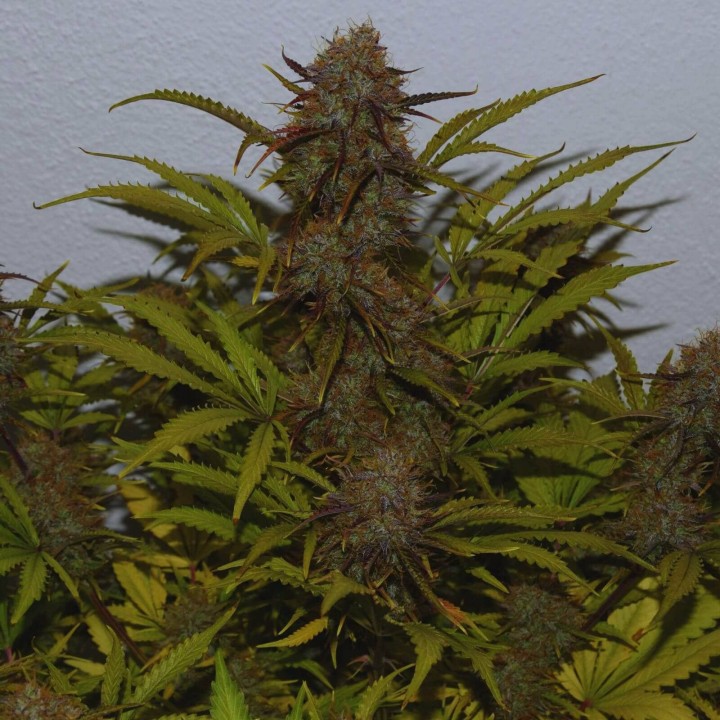 Moby Dick Auto