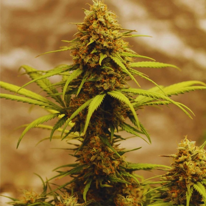 OG Kush Auto