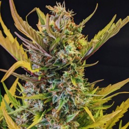 Pineapple Express Auto