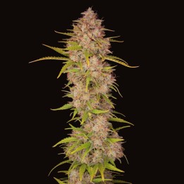 Sherbet Auto
