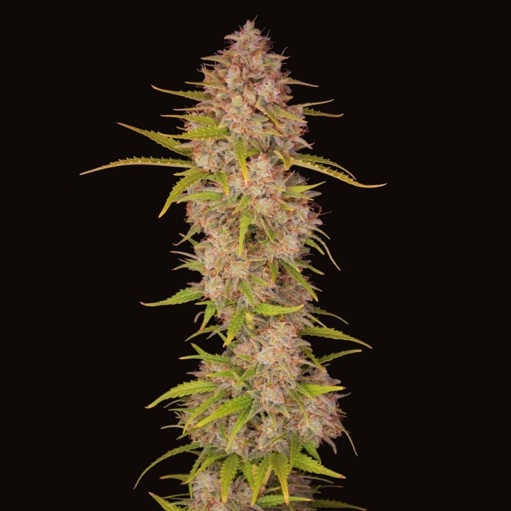 Sherbet Auto