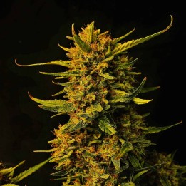 Strawberry Banana Auto