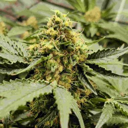 Wedding Cake Auto