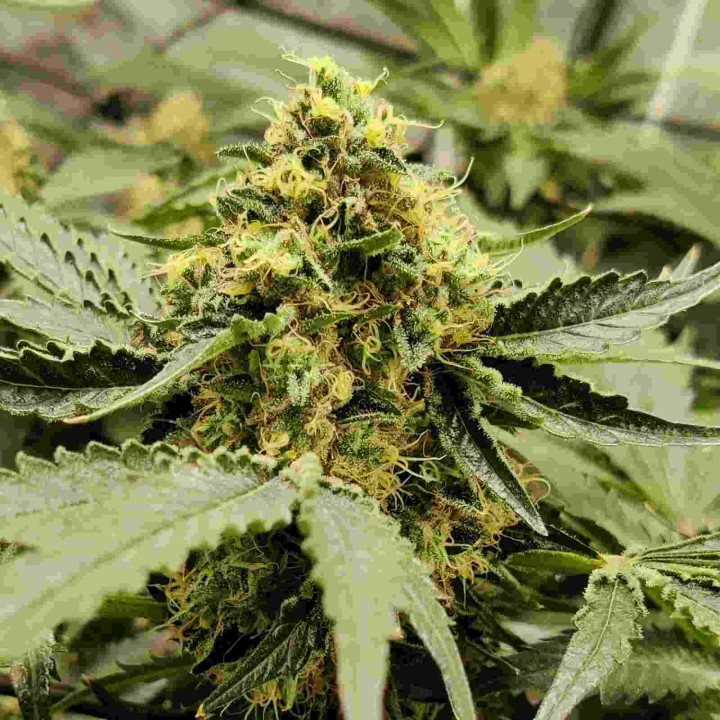 Wedding Cake Auto
