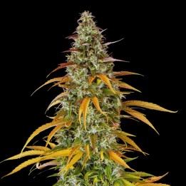 Zkittlez Auto