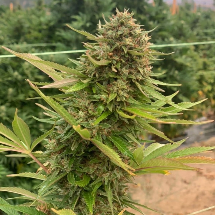 Midwest CBD