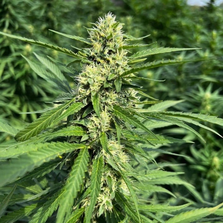XTAZ CBG