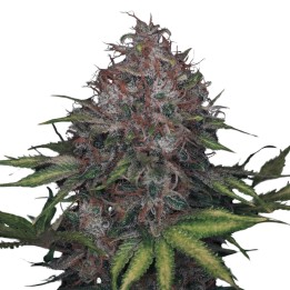 Black Domina Fast Version