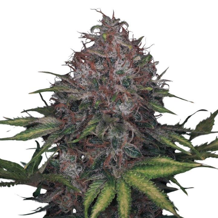 Black Domina Fast Version