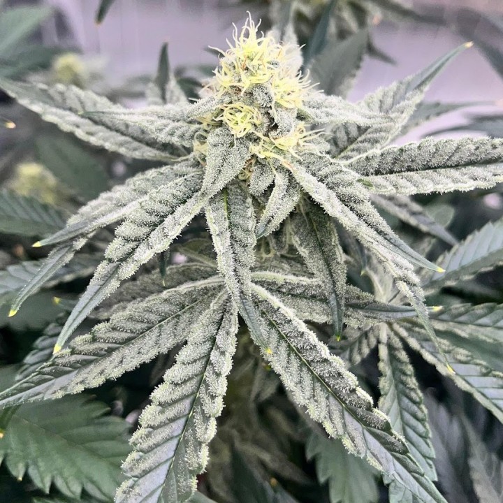 Amnesia Hash