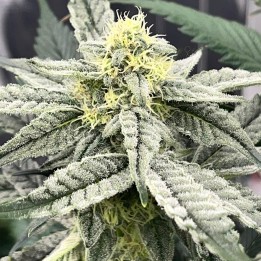 Gorilla Gas