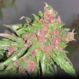 Red Balance CBD Auto