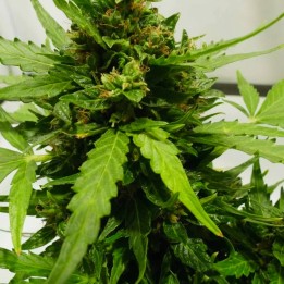 Balance CBD Auto