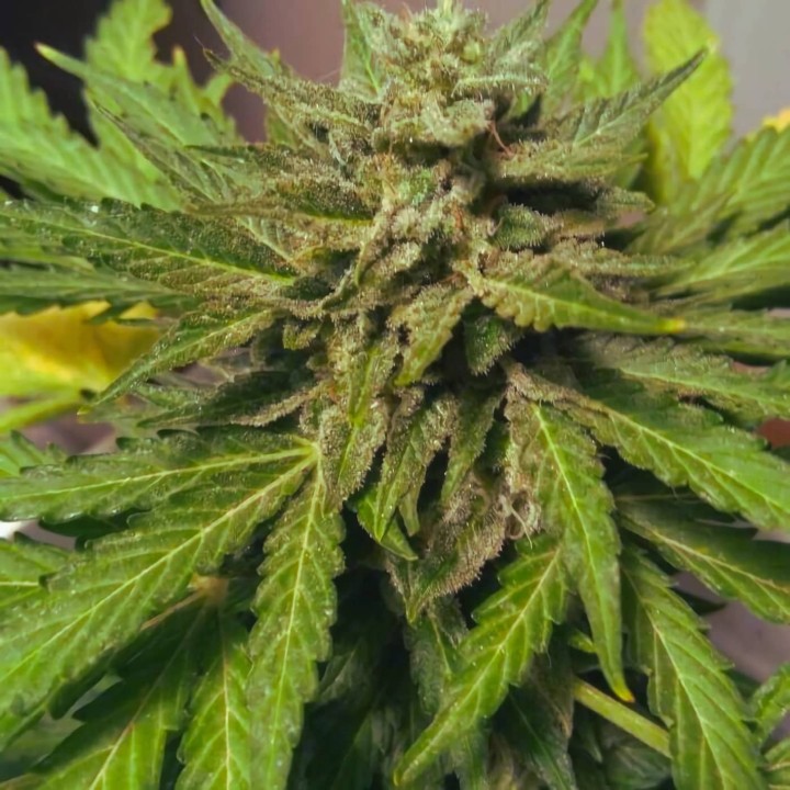 Fruit CBD Auto