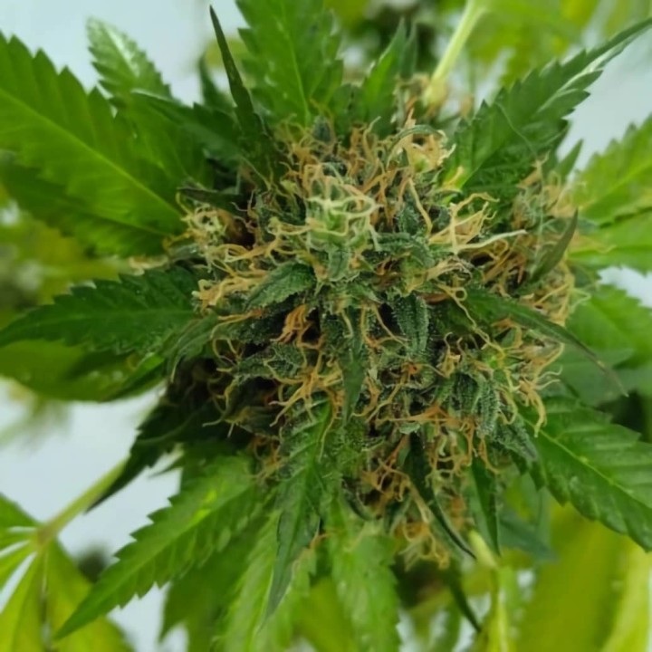 Balance CBD