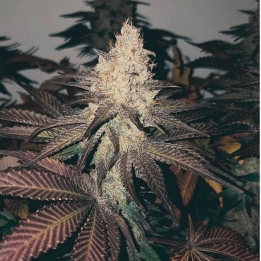 Black Domina x Jack Herer Fast Version