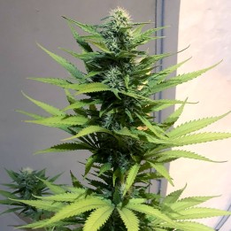 Jack Herer