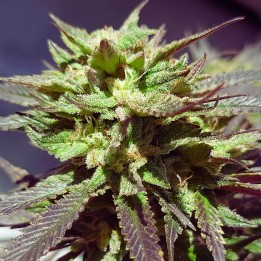 Super Skunk
