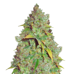 G13
