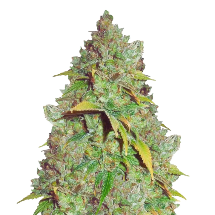 G13