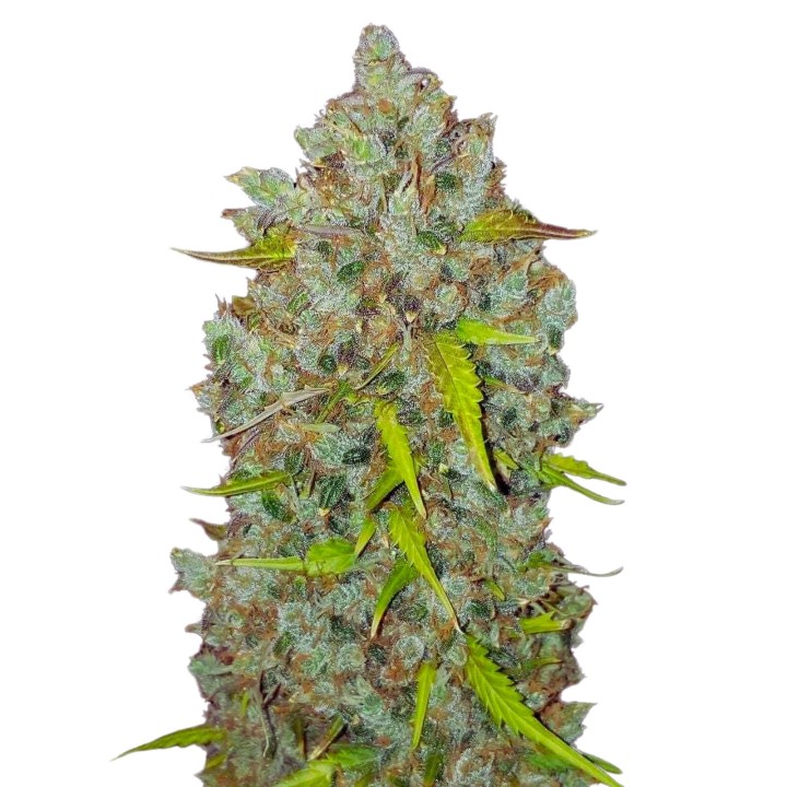 Bubblegum Auto