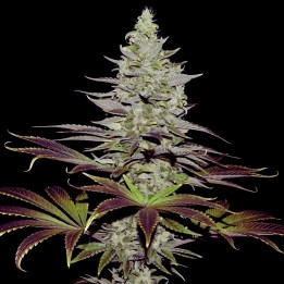 Somango Auto