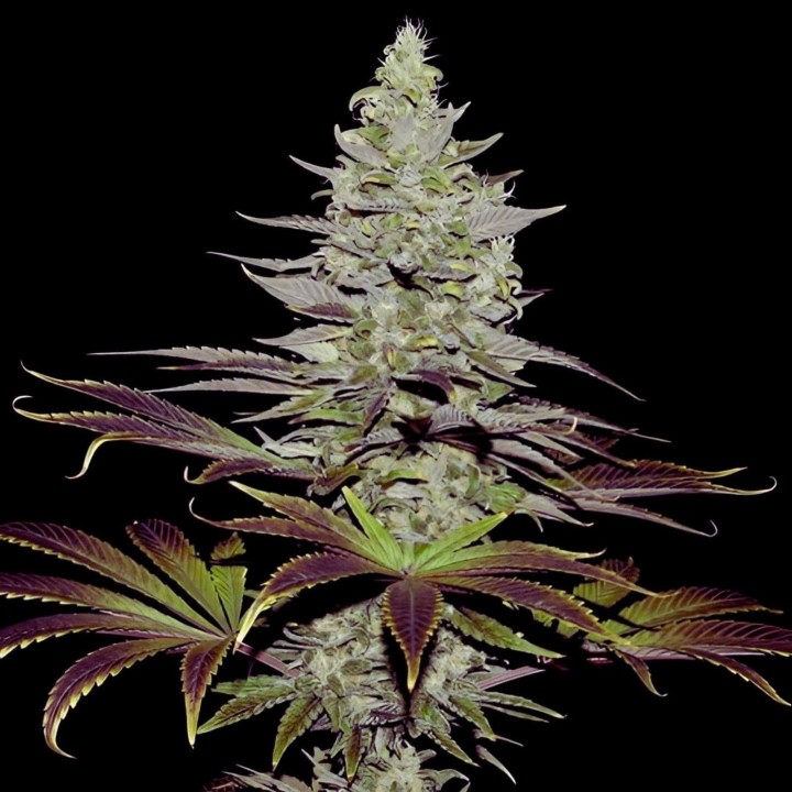 Somango Auto