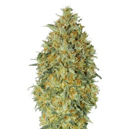 Biodiesel Auto