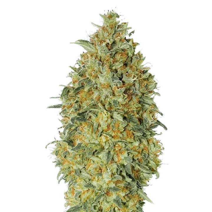Biodiesel Auto