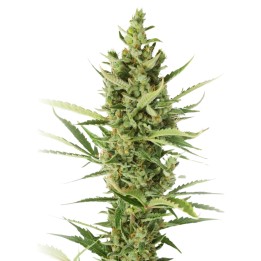 Amnesia XXL Auto
