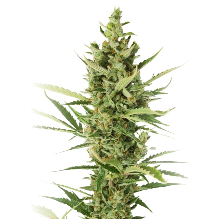 Amnesia XXL Auto