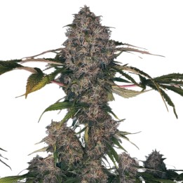 Black Domina XXL Auto