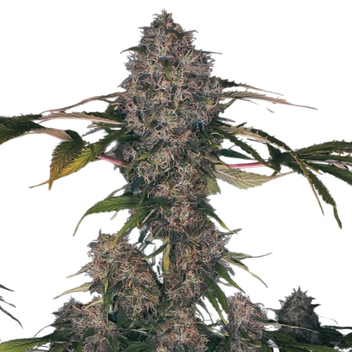 Black Domina XXL Auto