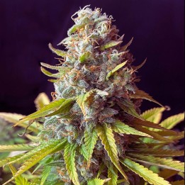 AK 47