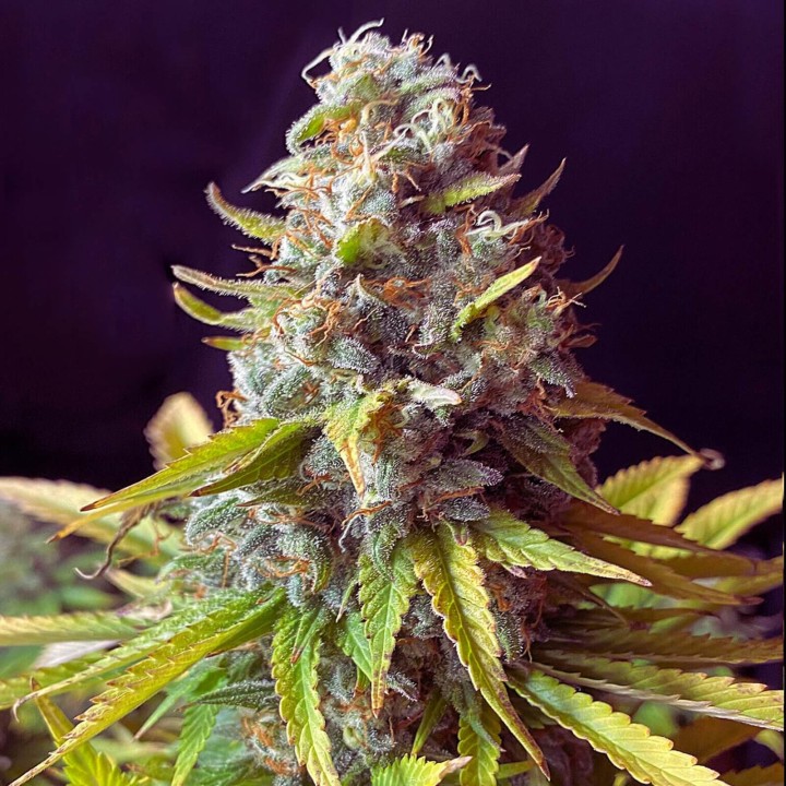 AK 47