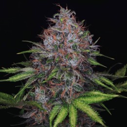 Black Domina