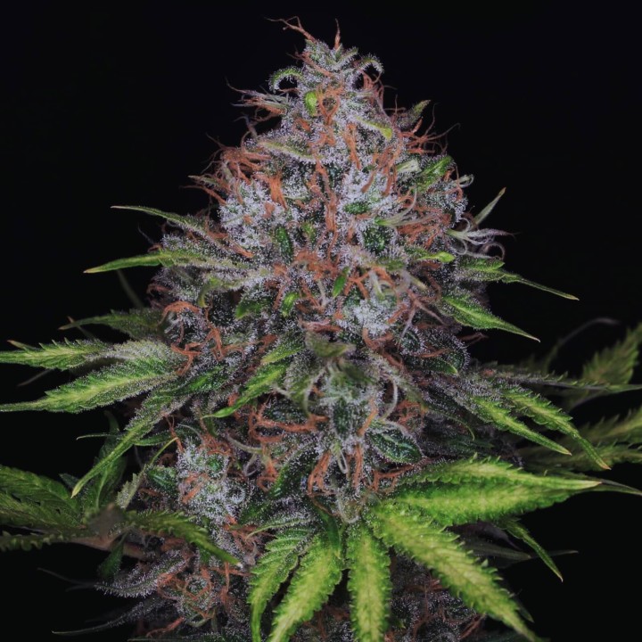 Black Domina
