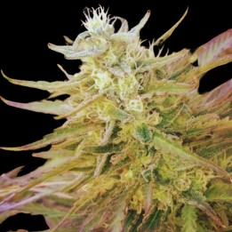 Bubblegum