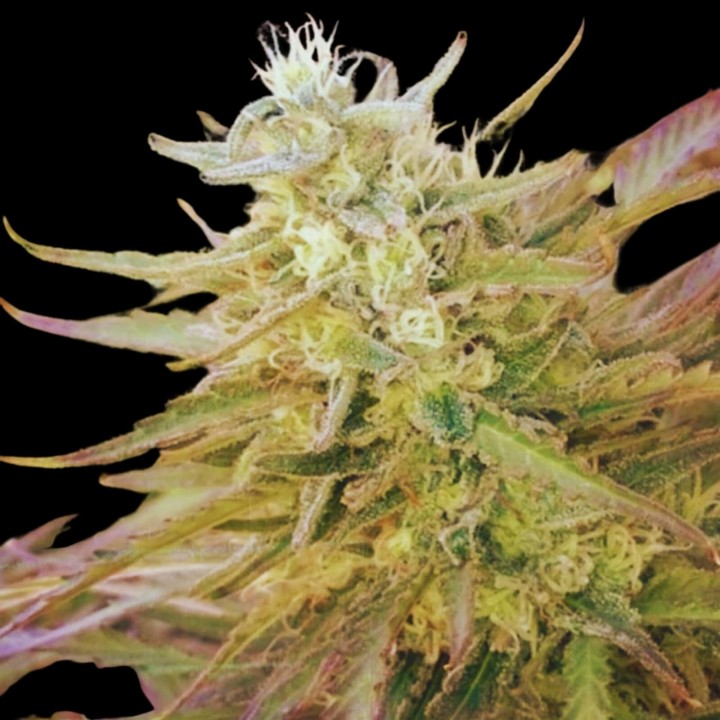 Bubblegum