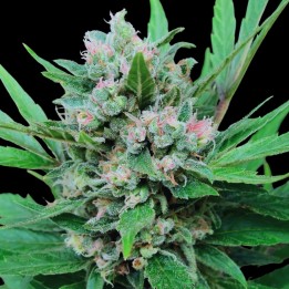 Critical+
