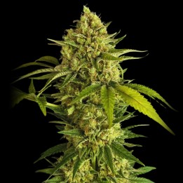 Critical Widow