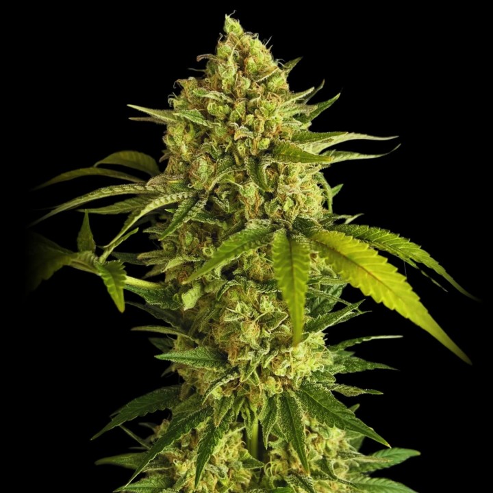 Critical Widow