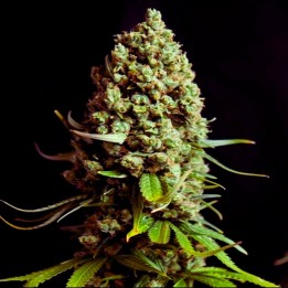 Early Skunk