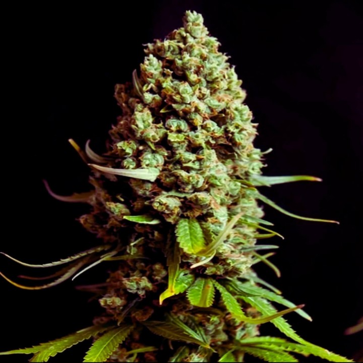 Early Skunk